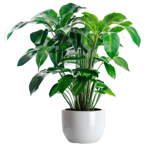 Office Floor Plant Png Mmq59 PNG Image