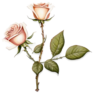 Old-fashioned Rose Graphic Png Jvf PNG Image