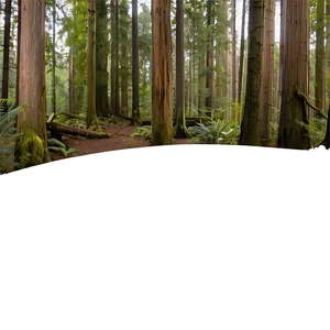 Old Growth Forest Panorama Png 75 PNG Image