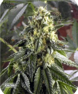 Old School P I G O G Cannabis Strain PNG Image