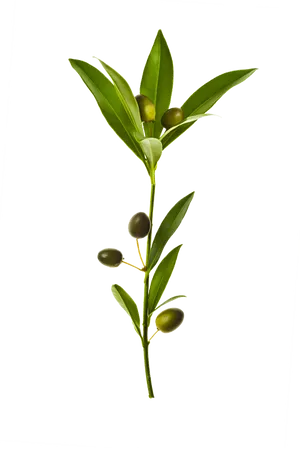 Olive Branch Green Leaves PNG Image