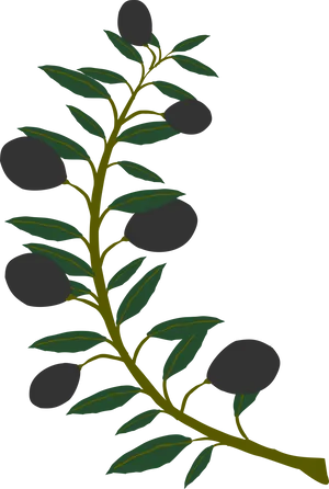 Olive Branch Illustration PNG Image