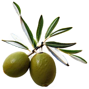 Olive Branch Png 43 PNG Image