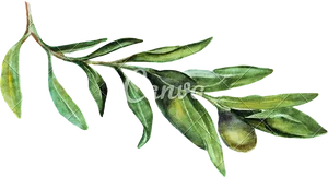 Olive Branch Watercolor Illustration PNG Image