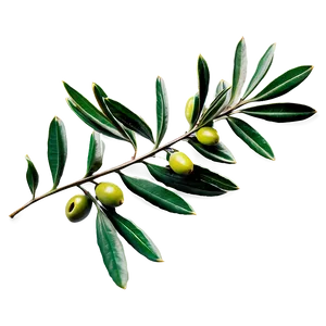 Olive Laurel Branch Png 06262024 PNG Image