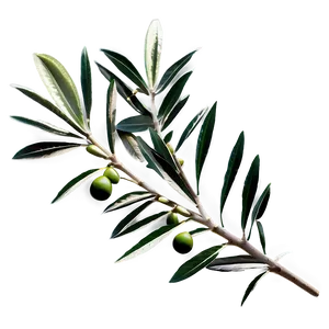 Olive Laurel Branch Png Njw76 PNG Image