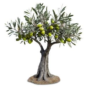 Olive Tree Png 06282024 PNG Image