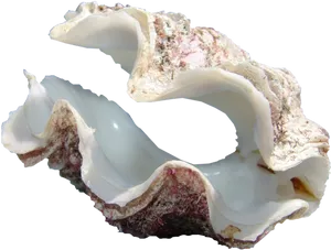 Open Clam Shell PNG Image