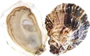 Openand Closed Oyster Shells PNG Image