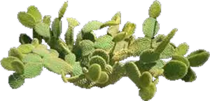 Opuntia Cactus Cluster PNG Image