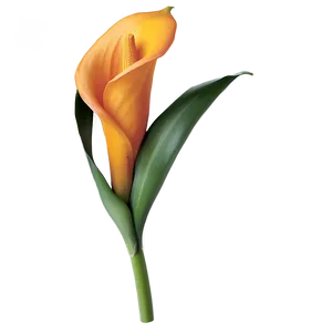 Orange Calla Lily Png 06282024 PNG Image