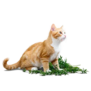 Orange Cat Picture Png 06282024 PNG Image