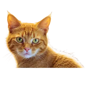 Orange Cat Picture Png 12 PNG Image