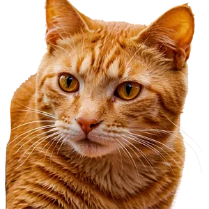 Orange Cat Picture Png Sph PNG Image