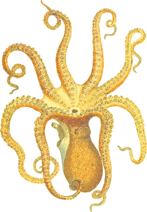 Orange Cuttlefish Illustration.png PNG Image