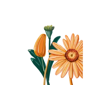 Orange Daisy Illustration Png 06122024 PNG Image