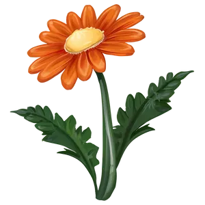 Orange Daisy Illustration Png 57 PNG Image