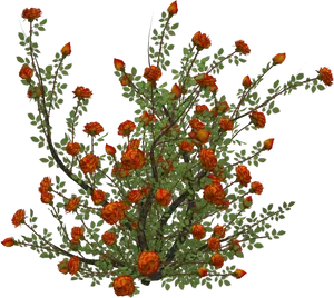 Orange Flower Bushon Black Background PNG Image