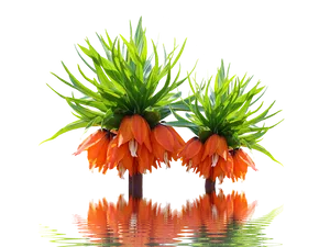 Orange Flower Green Leaves Reflection PNG Image