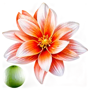 Orange Flower Png 06122024 PNG Image