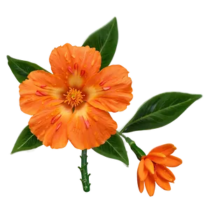 Orange Flower Png Xal75 PNG Image