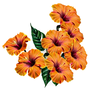 Orange Hibiscus Beauty Png 06122024 PNG Image