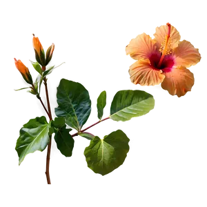 Orange Hibiscus Beauty Png Cqd PNG Image