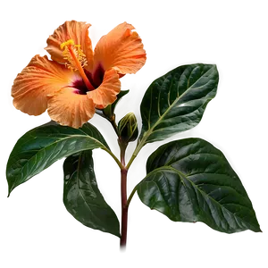 Orange Hibiscus Beauty Png Fhc79 PNG Image