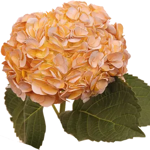 Orange Hydrangea Bloom PNG Image