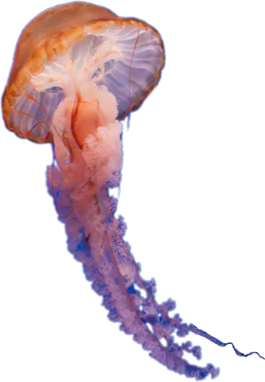 Orange Jellyfish Underwater Photography.png PNG Image