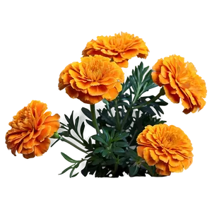 Orange Marigolds Bloom Png Hti PNG Image