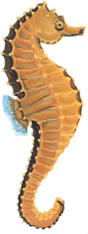 Orange Seahorse Profile PNG Image