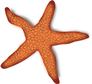 Orange Starfish Black Background PNG Image