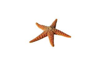 Orange Starfishon Teal Background PNG Image