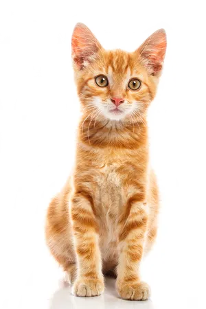 Orange Tabby Kitten Portrait PNG Image