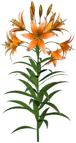 Orange Tiger Lily Flower PNG Image