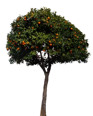 Orange_ Tree_ Against_ Black_ Background PNG Image