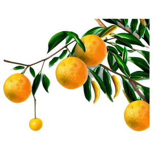 Orange Tree Branch Png Hwm28 PNG Image