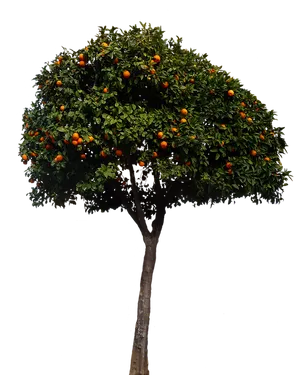 Orange Tree Full Bloom PNG Image