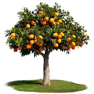 Orange Tree Orchard Png Kmo PNG Image