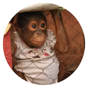 Orangutan Peeking Through Fence PNG Image