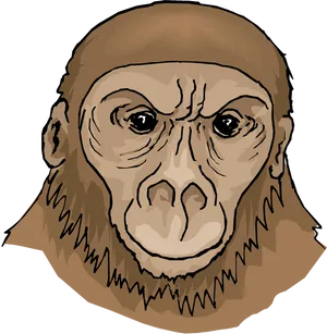 Orangutan Portrait Illustration PNG Image