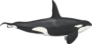 Orca Side View Illustration PNG Image