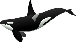 Orca Vector Art PNG Image