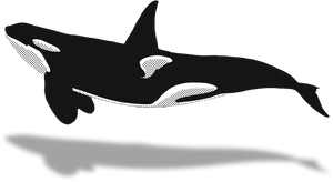 Orca Vector Illustration PNG Image