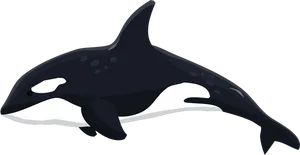 Orca_ Vector_ Illustration.png PNG Image