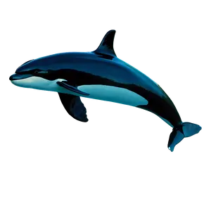 Orca Whale B PNG Image