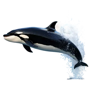 Orca Whale Breaching Water Png Clm72 PNG Image