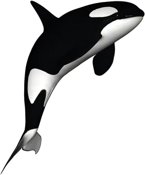 Orca Whale Illustration PNG Image