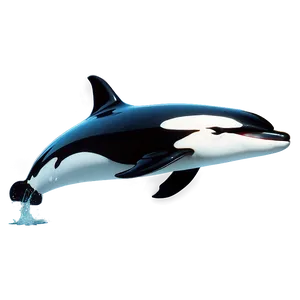 Orca Whale Illustration Png 06292024 PNG Image